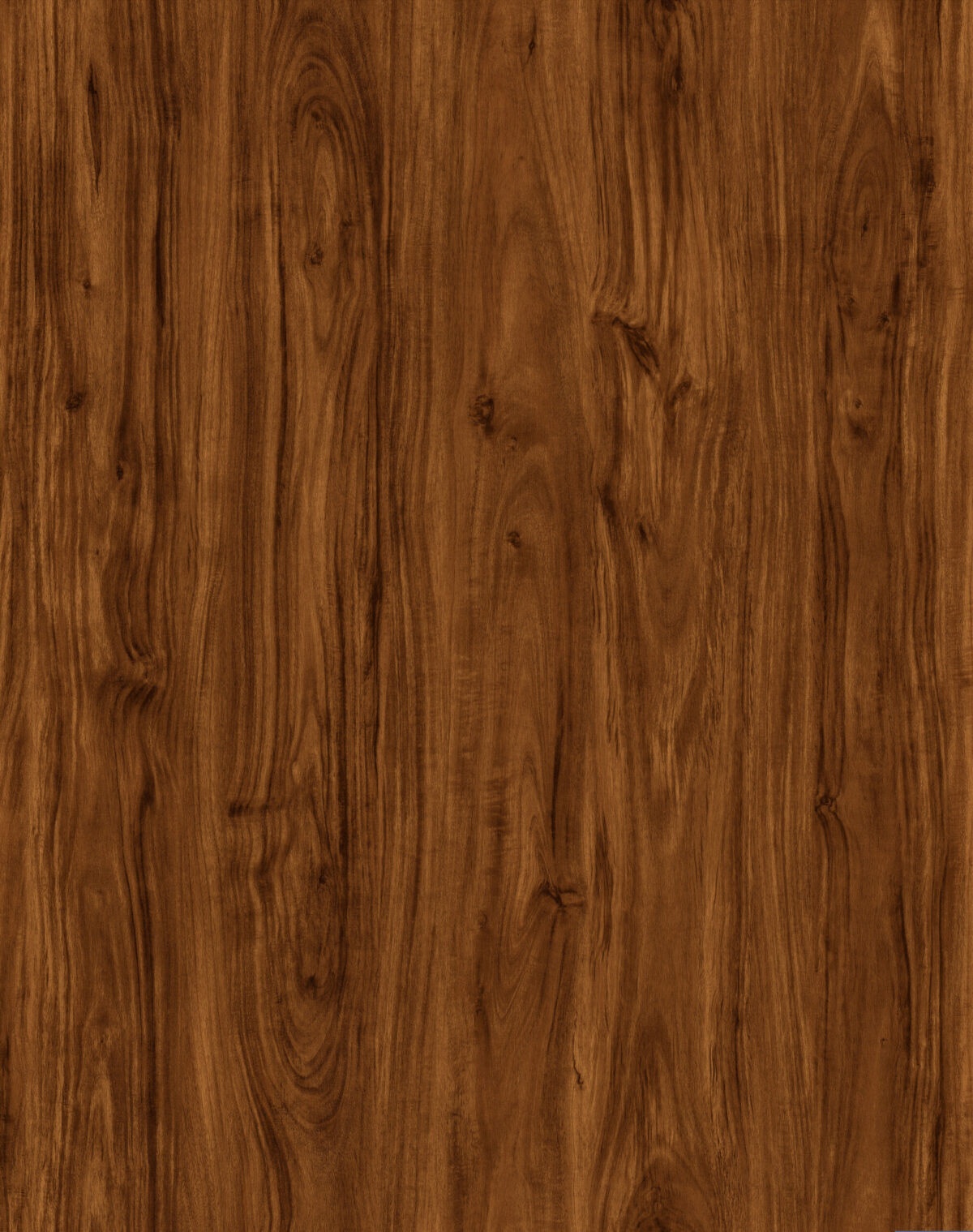 AR151 Redwood Forest - Image 3