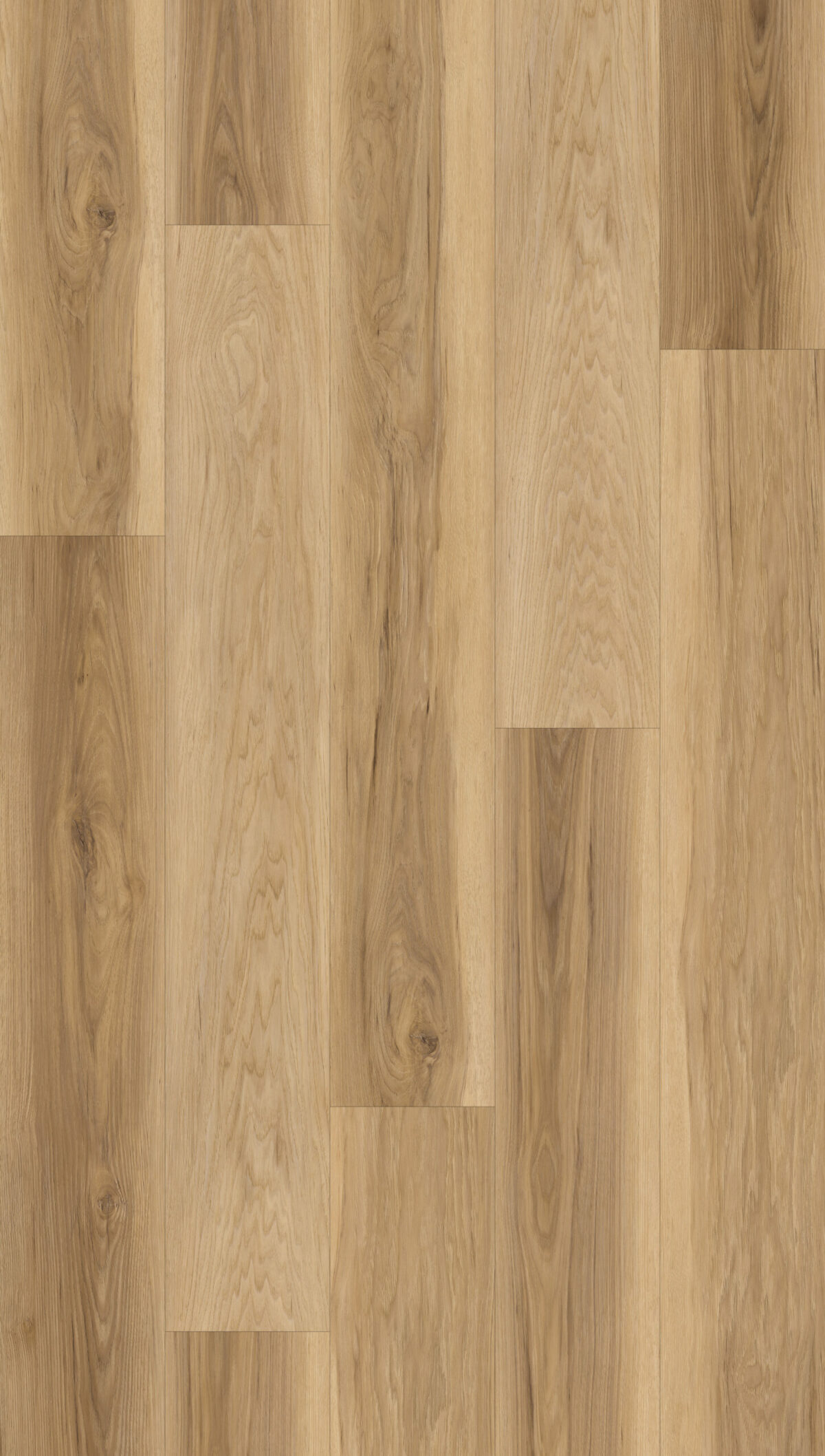 AR170 Carolina Hickory - Image 1
