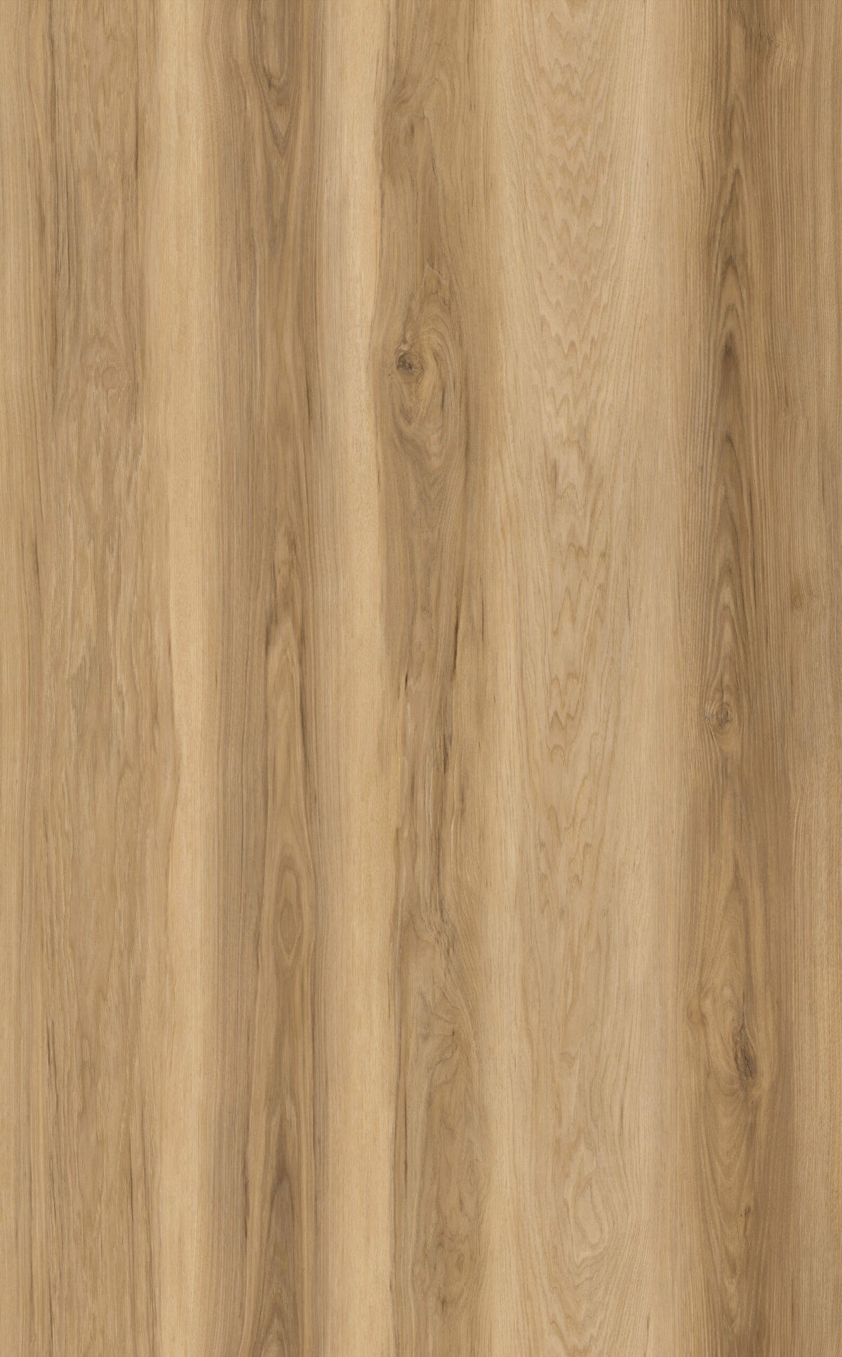 AR170 Carolina Hickory - Image 2